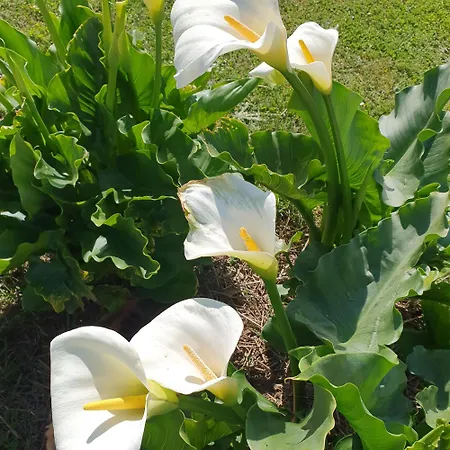 Couette-café Le Domaine De Bellevue 3*