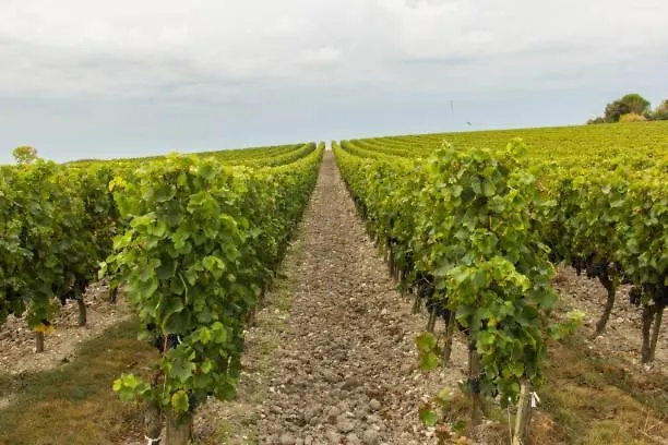 Le Domaine De Bellevue Tanzac