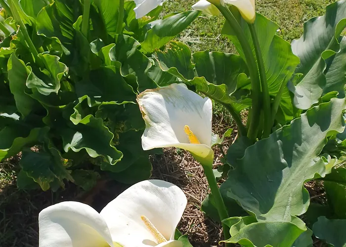 Bed and Breakfast Le Domaine De Bellevue 3*